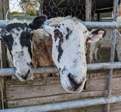 two sheep are looking through a fence at Corner Cottage at Brackenthwaite Farm in Carnforth