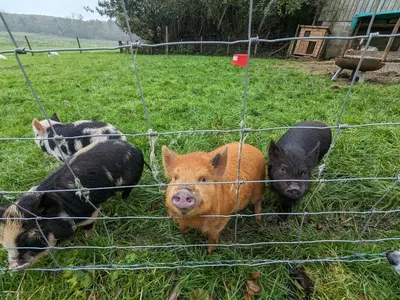 a group of pigs in a field behind a fence at The Coach House at Brackenthwaite Farm in Carnforth