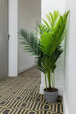 a palm plant in a pot on a hallway floor at Flatzy - 16 Guests 4 En-suite Central Apartment B in Liverpool