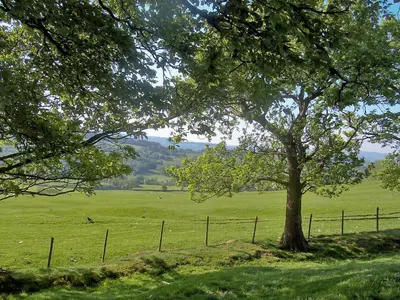 a tree in the middle of a field with a fence at The Barn - 27977 in Whalley