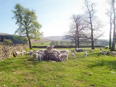 a herd of sheep are grazing in a field at Bramble Cottage - 27978 in Whalley