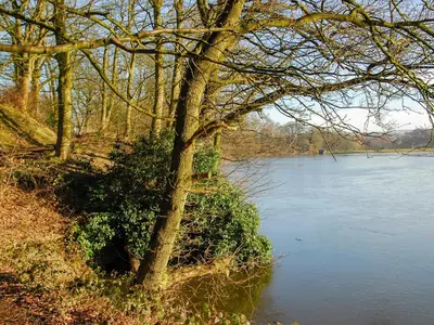 a tree sitting next to a body of water at South Lodge Cottage in Standish