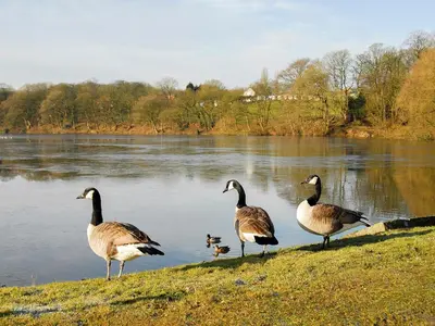 a group of geese standing on the edge of a lake at South Lodge Cottage in Standish