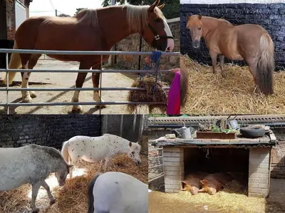 a collage of photos of horses and pigs in a pen at Cheerful 2 Bedroom Home with Off-road parking in Deysbrook