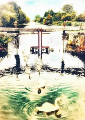 a group of swans swimming in a body of water at Newly renovated 4 bedroom house in Ulverston in Ulverston
