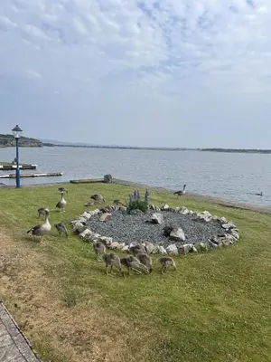 a flock of geese standing around a circle of rocks at Lake View 92 in Millom
