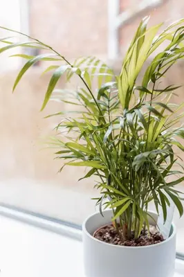 a plant in a white pot on a window sill at Brown Ball in Barrow in Furness