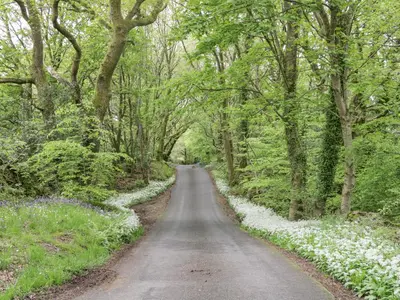 a dirt road in the middle of a forest at Egg Pudding Stone in Grange Over Sands
