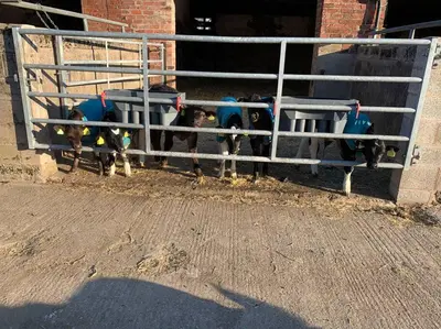 a group of cows looking through a fence at Newton Hall Farm cottage, hot tub garden views Nr Lytham Ribby in Preston