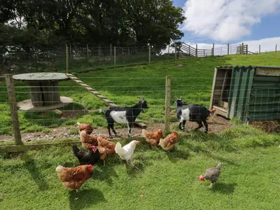 a group of chickens standing in a field at Orchard in Dalton in Furness