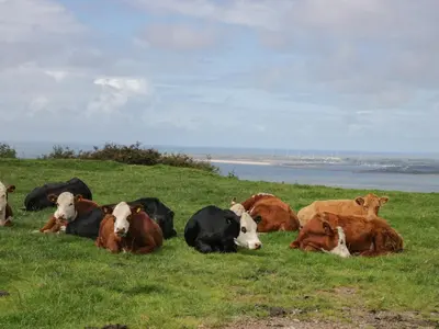 a herd of cows laying in a field of grass at Forest in Dalton in Furness