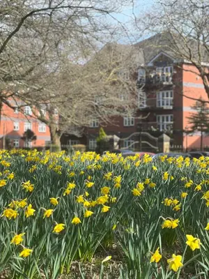 a field of yellow flowers in front of a building at 2025 Award Winner Liverpool Cherry House - 4 Bedrooms in Liverpool