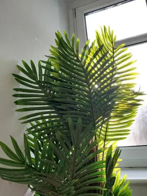 a green plant in a vase next to a window at 4 Double Bedroom House in Accrington sleeps 6 in Accrington