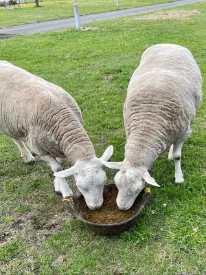 two sheep eating food from a bowl in the grass at Formby Point in Liverpool
