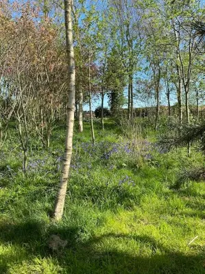 a tree in a field of grass with purple flowers at Large converted barn in peaceful, rural location in Hambleton
