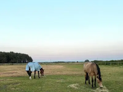 two horses eating grass in a field at Let It Be in Liverpool
