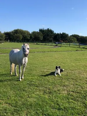 a dog standing next to a white horse in a field at Strawberry Fields in Liverpool
