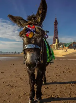 a donkey standing on the beach with the eiffel tower at The Bailey Hotel Blackpool in Blackpool