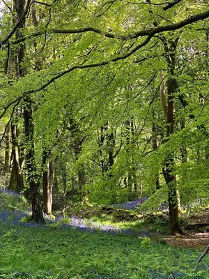 a forest filled with lots of trees and blue flowers at Eller How House - Private Regency Property & Lake in Lindale