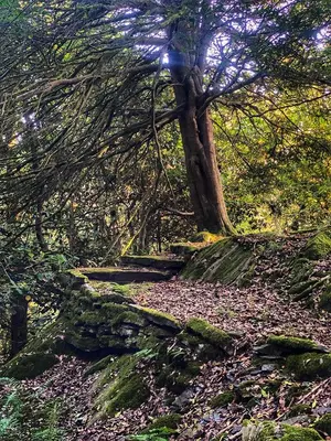 a path in a forest with trees and leaves at Eller How House - Private Regency Property & Lake in Lindale