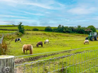 a group of horses grazing in a field with a tractor at The Stable, Broughton Beck, a ground floor cottage close to a beach and Windermere in Spark Bridge