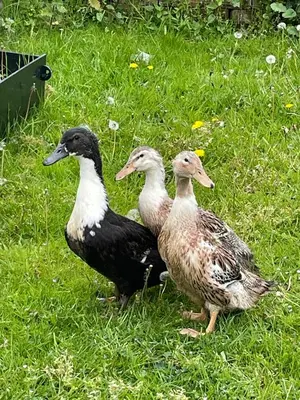 three ducks standing in a field of grass at Another Place in Formby