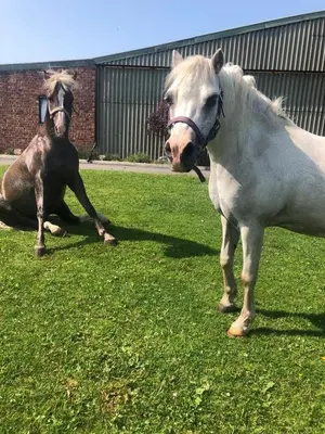 two horses laying on the grass in a field at Another Place in Formby