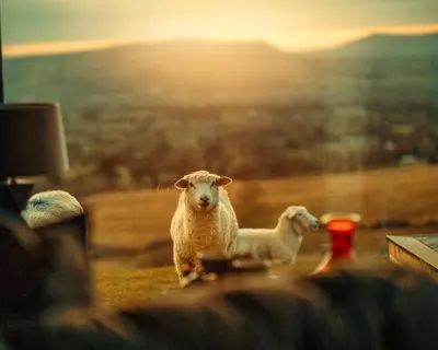 two sheep standing in a field with the sunset in the background at The Wellsprings Lodges and Restaurant in Clitheroe