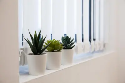 four plants in white pots sitting on a window sill at Penthouse - Liverpool City Centre - NHS STAYS - Liverpool Royal Hospital in Liverpool