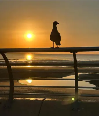 a bird sitting on a bench at the beach at Seabreeze The Annexe in Blackpool