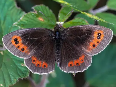a brown butterfly is sitting on a plant at 3 Bed in Carnforth oc-sz425 in Arnside