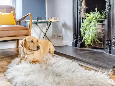 a brown dog laying on a white rug in a living room at 3 Bed in Ulverston oc-87960 in Greenodd