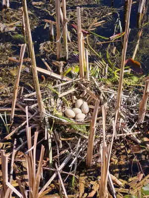 two eggs sitting in a nest in the water at Sherwood 33 in Carnforth
