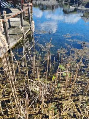 a body of water with a bunch of weeds at Sherwood 33 in Carnforth