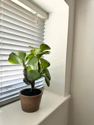 a potted plant sitting on a window sill at The Wilsons Courtyard, 2 - Bed, Sleeps 4, Pets Welcome in Ulverston
