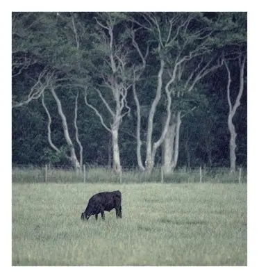 a black cow grazing in a field with trees in the background at Woodland Retreat in Lytham. in Lytham St Annes