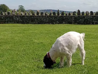a white dog grazing in a field of grass at Sunnyside Farm in Grange Over Sands