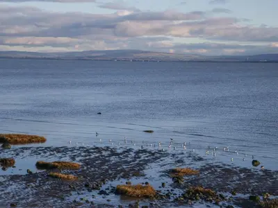 a group of birds standing in the water at Driftwood Studio in Ulverston
