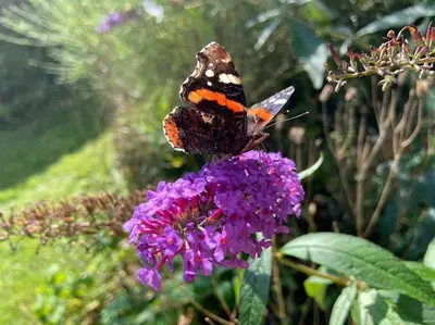 a butterfly sitting on top of a purple flower at Cartmel Barn: Beckside Stables in Cartmel