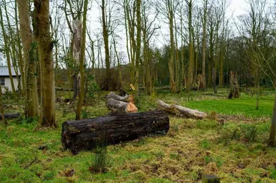 a pile of logs in a field with trees at Home Farm Cottage in Lytham St Annes