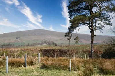 a tree in a field with a hill in the background at Bleasdale at Lantern and Larks in Chipping