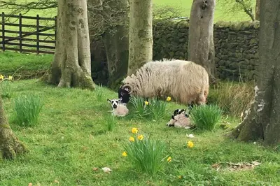 a sheep and two lambs in a field with trees at Bleasdale at Lantern and Larks in Chipping