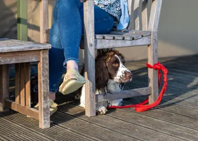 a person with a dog on a red leash at Plover - Bleasdale in Chipping