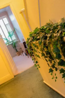 a green plant sitting in the corner of a room at 107a - 3 Double Bedrooms in Lytham St Annes