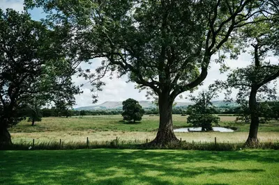 a group of trees in a field of grass at Nash - Bowland Retreat Lodges Clitheroe, Ribble Valley, Lancashire in Clitheroe