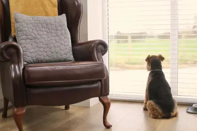 a dog sitting on the floor next to a chair at Stunning Coach House with two bedrooms and parking in Hambleton
