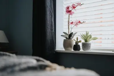 a window with three plants in vases on a window sill at The Tides, 3 bed house Morecambe in Morecambe