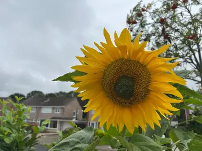 a large yellow sunflower in a yard at The Hideaway in Ainsdale