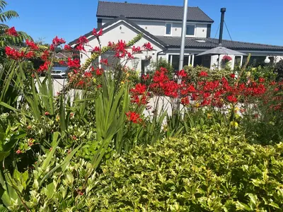 a garden with red flowers in front of a house at The Hideaway in Ainsdale