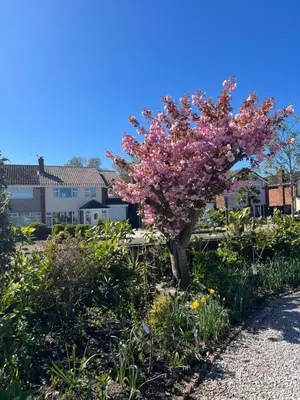 a tree with pink flowers in a garden at The Hideaway in Ainsdale